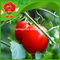 TOMATES DE CHERRY FRAIS